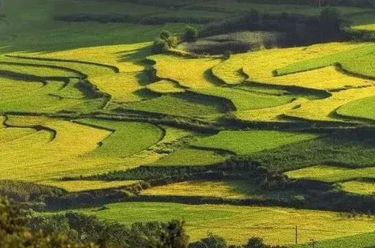 農(nóng)村風景